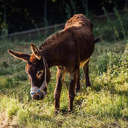 Κατάλυμα σε φάρμα Karaiskos Agritourism Farm Πορταριά