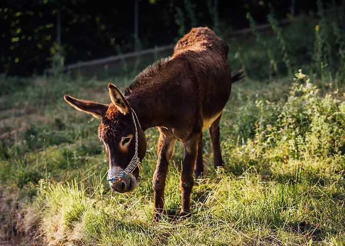 Pensiune agroturistice Karaiskos Agritourism Farm Portariá